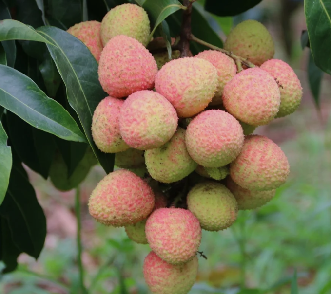 Luc Ngan Lychee: Intense Sweetness and Crisp, Aromatic Flesh