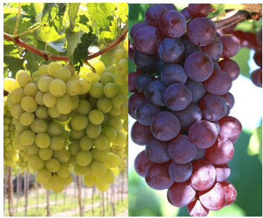 Ninh Thuan Grape: The Essence of Vietnam’s Unique Semi-Arid Terroir