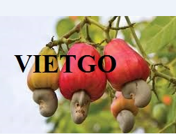 Vietgo-xuat-khau-hạt điều- Iraq