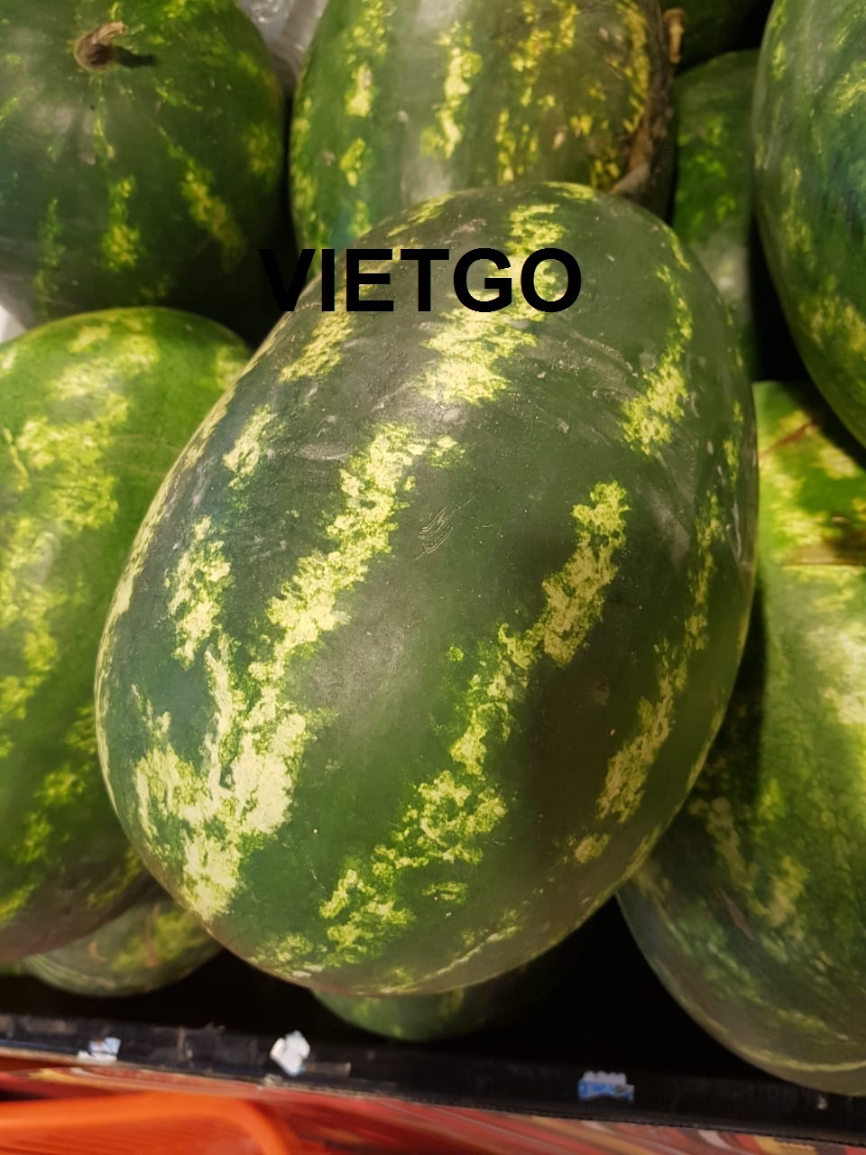 Vietgo-xuat-khau-dưa hấu-Dubai