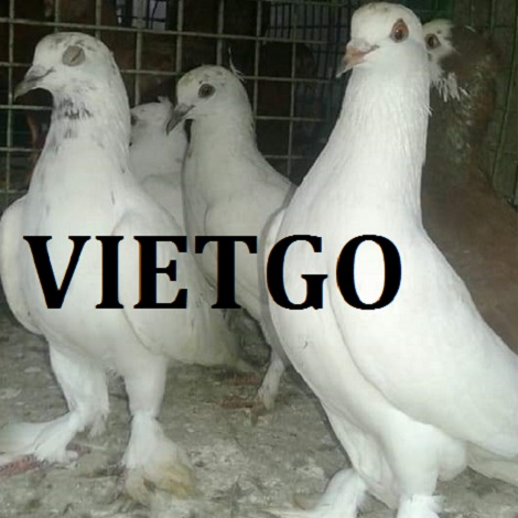 NGÔ HẠT VÀNG VIETGO