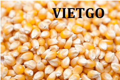 Vietgo-xuat-khau-ngô- khô dầu Srilanka Vietgo-xuat-khau-ngô- khô dầu Srilanka