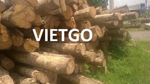 Gỗ Teak tròn Vietgo
