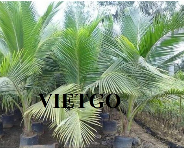 cay-dua-vietgo