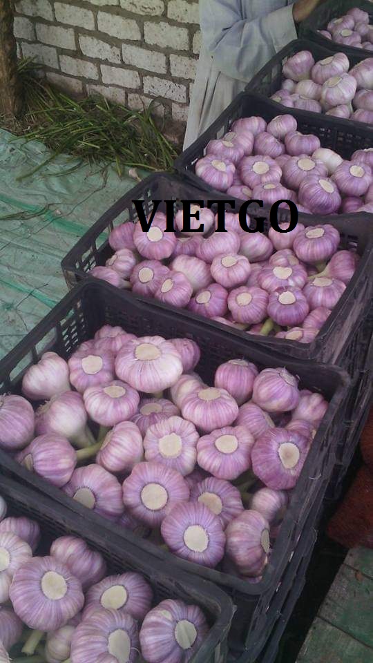 VIEGO-xuat-khau-dứa-khóm-Hy-Lạp VIEGO-xuat-khau-dứa-khóm-Hy-Lạp