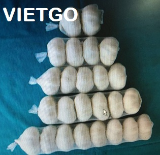 tỏi việt nam