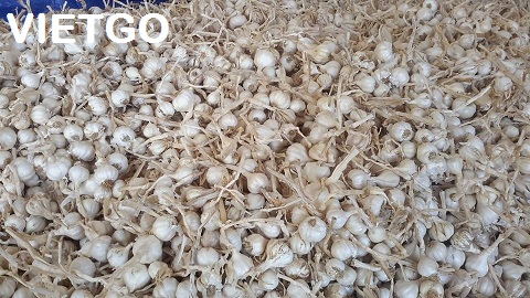 tỏi việt nam xuất khẩu