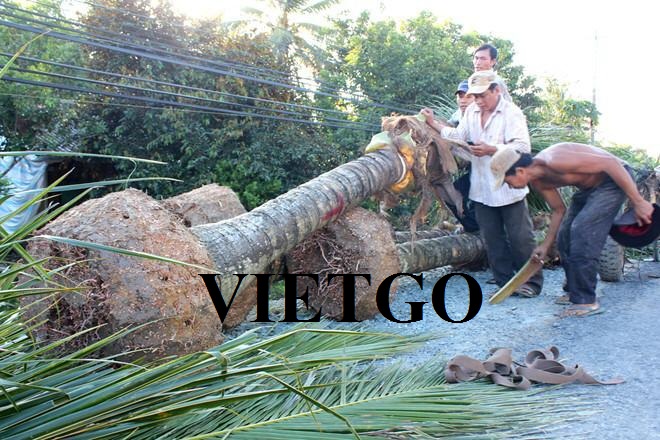 cay-dua-vietgo