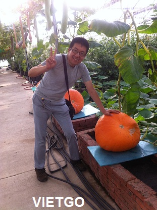 sắn lát việt nam xuất khẩu