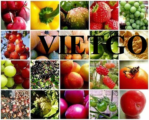 Vietgo-chanh-tuoi-xuat-khau-Dubai
