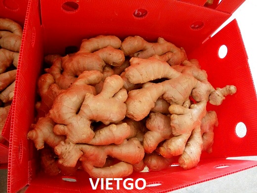 gừng việt nam