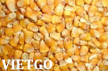 ngô hạt xuất xứ việt nam