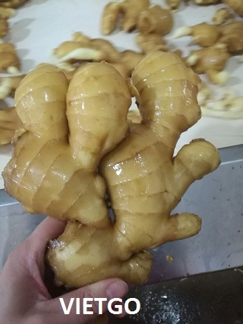 gừng việt nam xuất khẩu