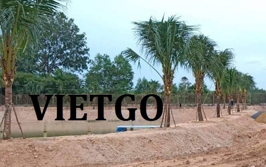 VIETGO-xuat-khau-dua-canh-Trung-Quoc