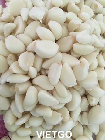 tỏi việt nam