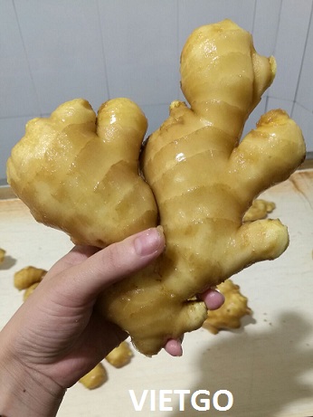 gừng việt nam