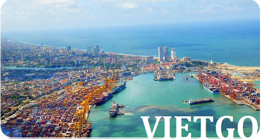 áo polo việt nam