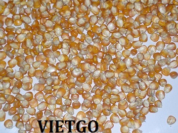 ngô việt nam