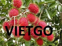 Nhãn-Chôm chôm-Vietgo