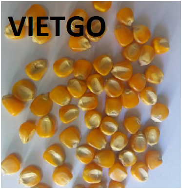 Vietgo-xuat-khau-ngô- Bangladesh