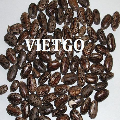 Cat-song-VIETGO010319
