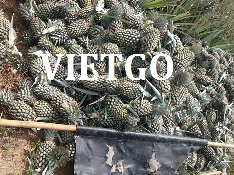 Tỏi tươi Vietgo