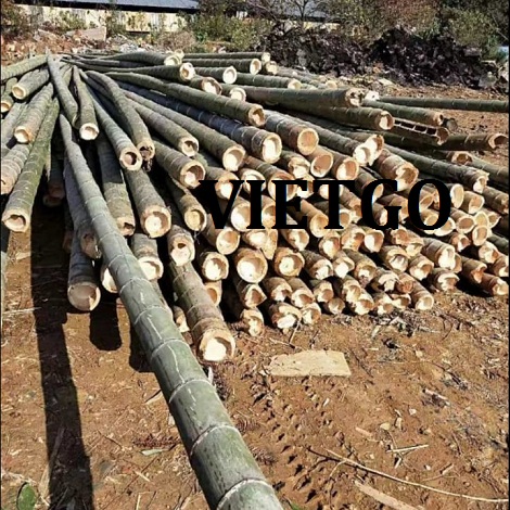 Gay-tre-VIETGO