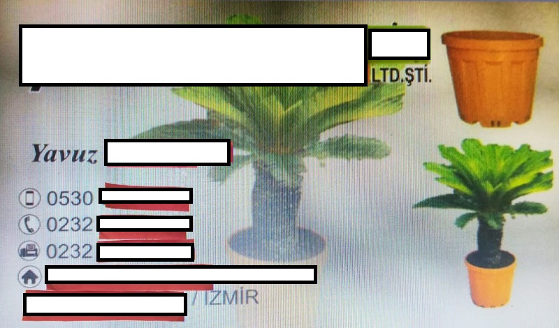 Gay-tre-VIETGO Gay-tre-VIETGO