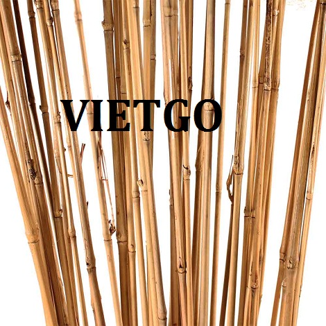 Gay-tre-VIETGO