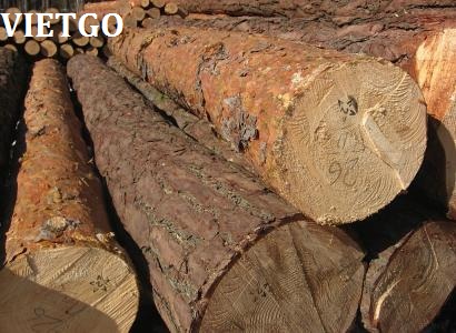 gỗ thông tròn