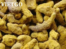 nghệ khô