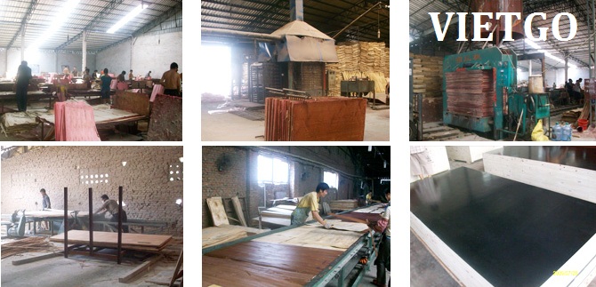 xuất khẩu gỗ bạch đàn