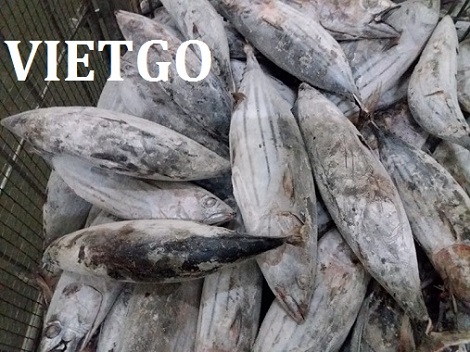 Cá tra phi lê Vietgo