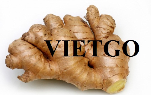 VIETGO-xuat-khau-gừng -Saudi Arabia VIETGO-xuat-khau-gừng -Saudi Arabia