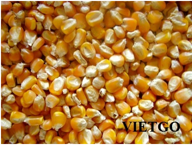 Vietgo-xuat-khau-ngô- Đài Loan 