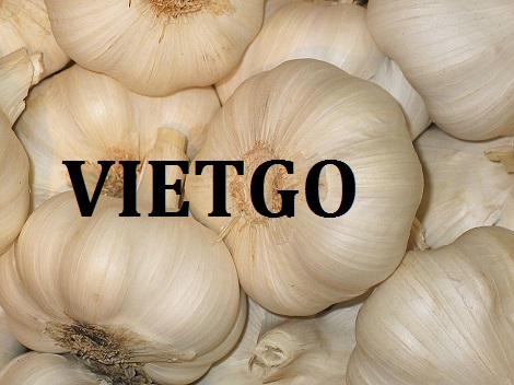 Tỏi tươi Vietgo