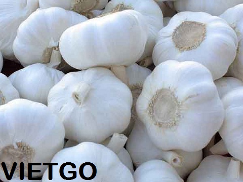 tỏi việt nam