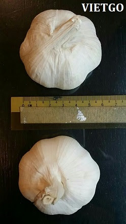 tỏi trắng