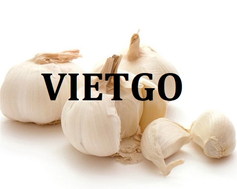 Tỏi tươi Vietgo