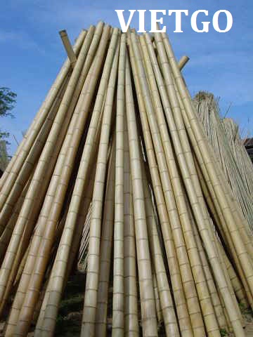 gậy tre khô