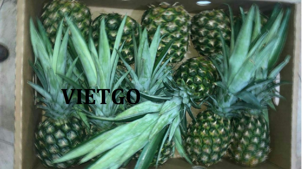 VIEGO-xuat-khau-dứa-khóm-Hy-Lạp VIEGO-xuat-khau-dứa-khóm-Hy-Lạp