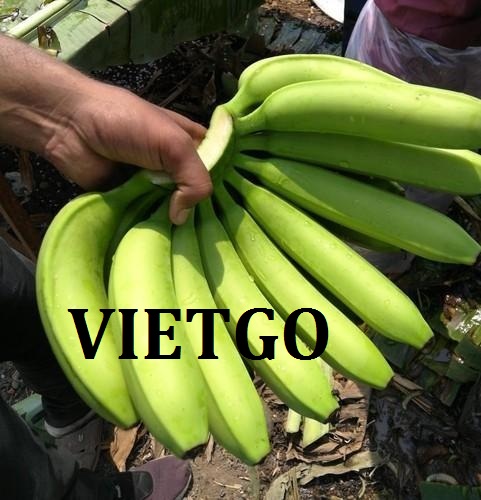 VIETGO-XUAT-KHAU-chuoi-Trung-Quốc-Samuel