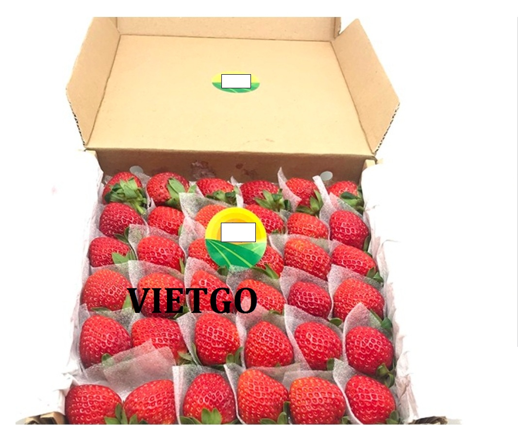 VIETGO-xuat-khau-bơ-Maldives-Shaif VIETGO-xuat-khau-bơ-Maldives-Shaif