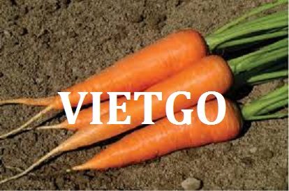 VIETGO-xuat-khau-carrot-Bangladesh-Rahman