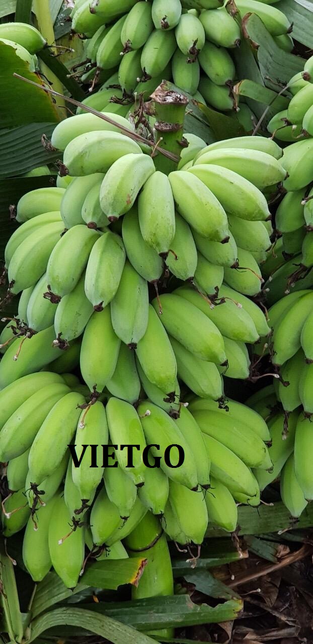 VIETGO-xuat-khau-chuoi-Han-Quoc-Cristal