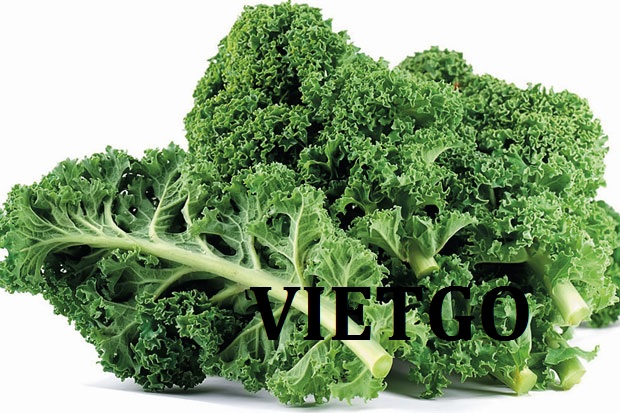 VIETGO-xuat-khau-cải-xoăn-khách-hàng-thân-thiết