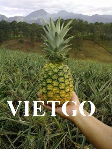 VIETGO-xuat-khau-dưa-khóm-Han-Quốc-Jason