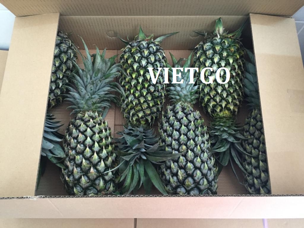 VIETGO-xuat-khau-dứa-khách-hàng-Ai-Cập VIETGO-xuat-khau-dứa-khách-hàng-Ai-Cập