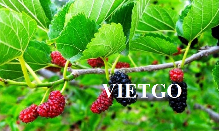 VIETGO-xuat-khau-dau-Arab-Saudia-Aljalban
