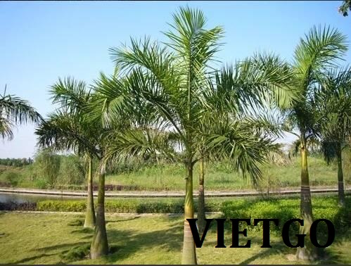 VIETGO-xuat-khau-dua-canh-Trung-Quoc
